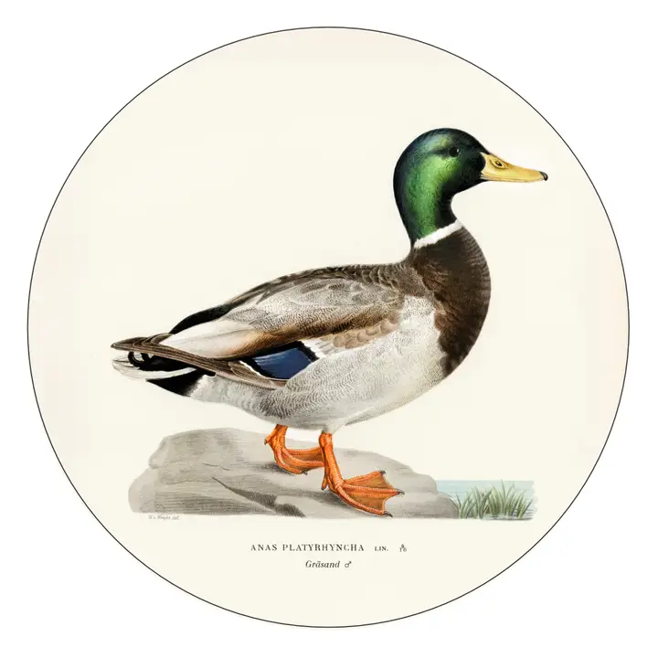 MALLARD DUCK