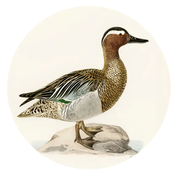 GARGANEY DUCK