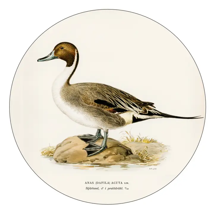 PINTAIL DUCK