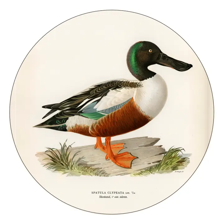 TEAL DUCK